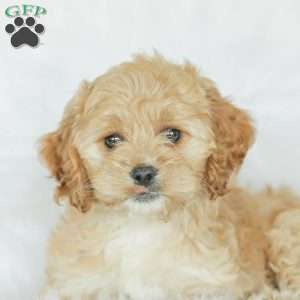 Kenna, Cockapoo Puppy