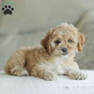 Kenna, Cockapoo Puppy