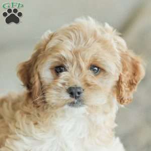 Kenna, Cockapoo Puppy