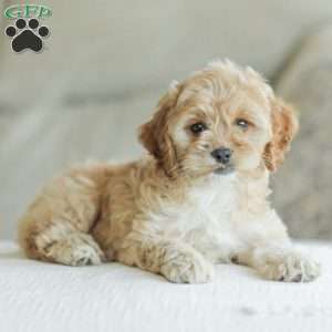 Kenna, Cockapoo Puppy