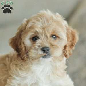 Kenna, Cockapoo Puppy
