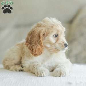 Bean, Cockapoo Puppy