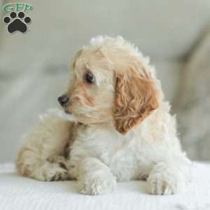 Bean, Cockapoo Puppy