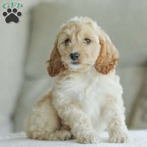 Bean, Cockapoo Puppy