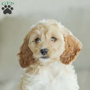 Bean, Cockapoo Puppy