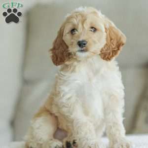 Bean, Cockapoo Puppy