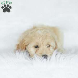 Bean, Cockapoo Puppy