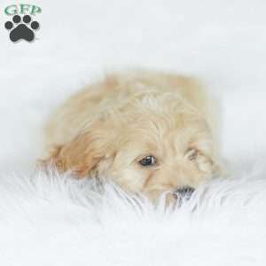 Bean, Cockapoo Puppy
