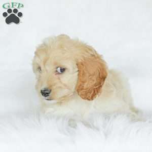 Bean, Cockapoo Puppy