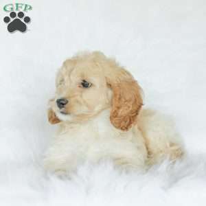 Bean, Cockapoo Puppy