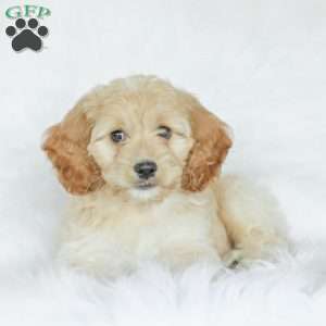 Bean, Cockapoo Puppy