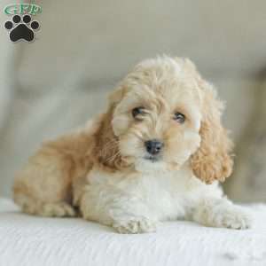 Karma, Cockapoo Puppy