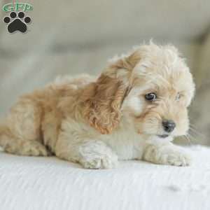 Karma, Cockapoo Puppy