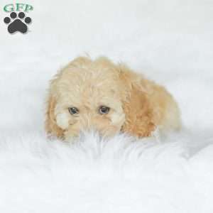 Karma, Cockapoo Puppy