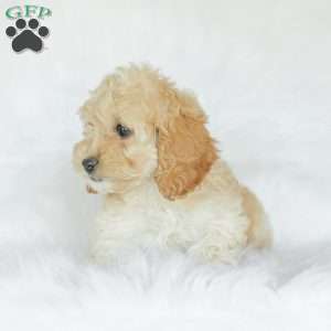 Karma, Cockapoo Puppy