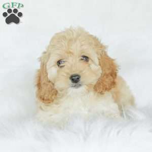 Karma, Cockapoo Puppy