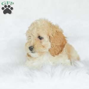 Karma, Cockapoo Puppy