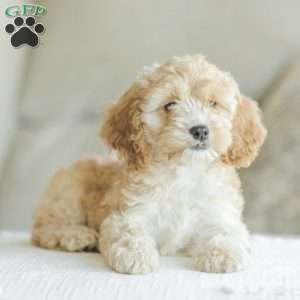 Bo, Cockapoo Puppy