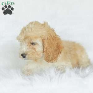 Bo, Cockapoo Puppy