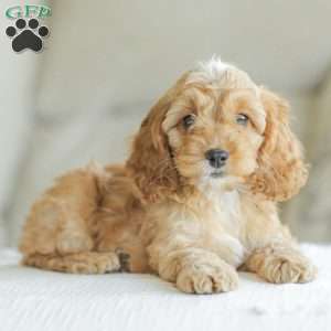 Briggs, Cockapoo Puppy