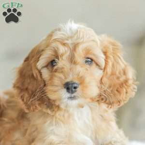 Briggs, Cockapoo Puppy