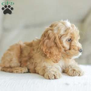 Briggs, Cockapoo Puppy