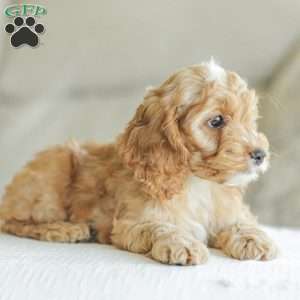 Briggs, Cockapoo Puppy
