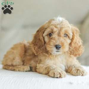 Briggs, Cockapoo Puppy