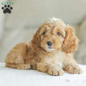 Briggs, Cockapoo Puppy