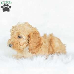 Briggs, Cockapoo Puppy