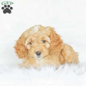 Briggs, Cockapoo Puppy