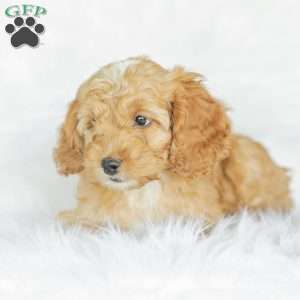 Briggs, Cockapoo Puppy