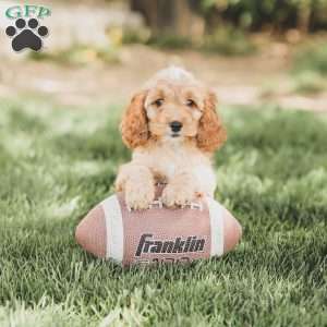 Briggs, Cockapoo Puppy