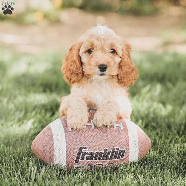 Briggs, Cockapoo Puppy