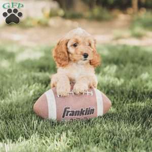 Briggs, Cockapoo Puppy