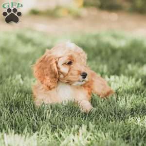 Briggs, Cockapoo Puppy