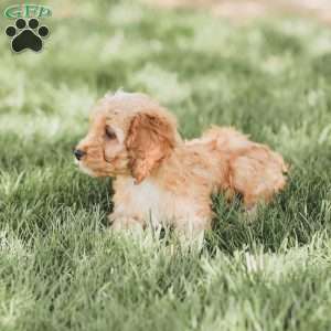Briggs, Cockapoo Puppy