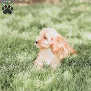 Briggs, Cockapoo Puppy