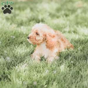 Briggs, Cockapoo Puppy