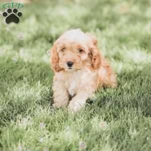 Briggs, Cockapoo Puppy