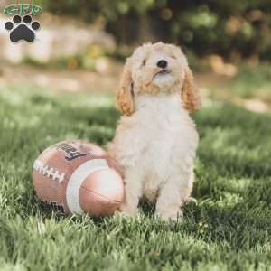 Bo, Cockapoo Puppy