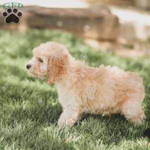 Bo, Cockapoo Puppy