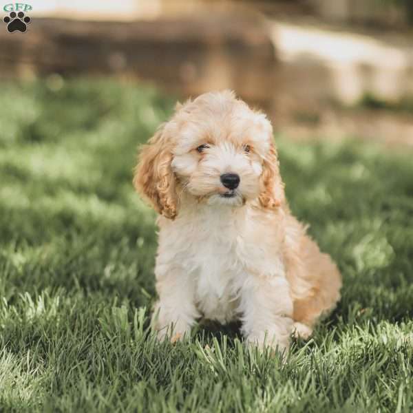 Bo, Cockapoo Puppy
