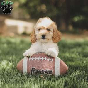 Karma, Cockapoo Puppy