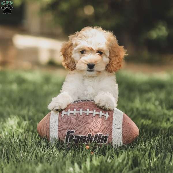 Karma, Cockapoo Puppy