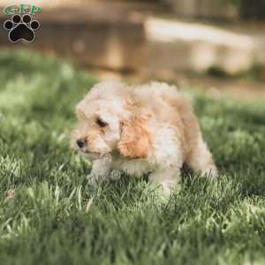 Karma, Cockapoo Puppy