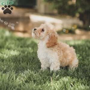 Karma, Cockapoo Puppy