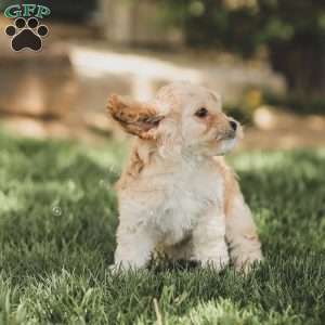 Karma, Cockapoo Puppy