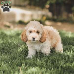 Karma, Cockapoo Puppy