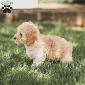Karma, Cockapoo Puppy